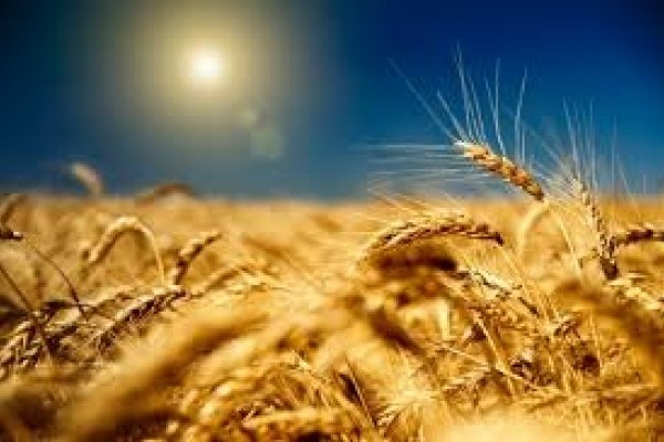 Аналитики предложили отменить пошлину на экспорт зерна
